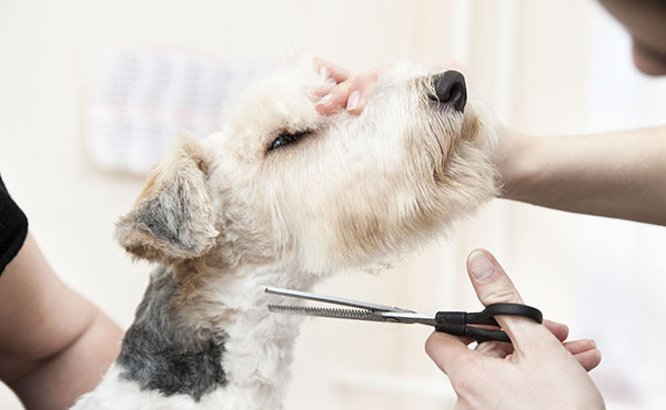 Insurance for Pet Groomers